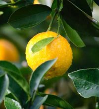 horticulture-fruit-produce.jpg
