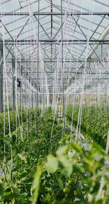 horticulture-greenhouse-video-thumbnail_cropped.jpg
